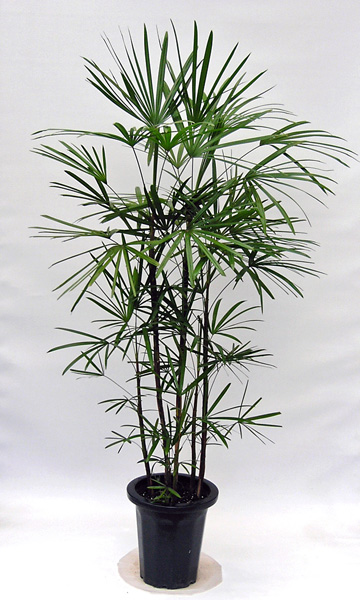 雲南シュロチク 葉が通常の棕櫚竹よりもっと繊細に切れ込んで優雅な樹